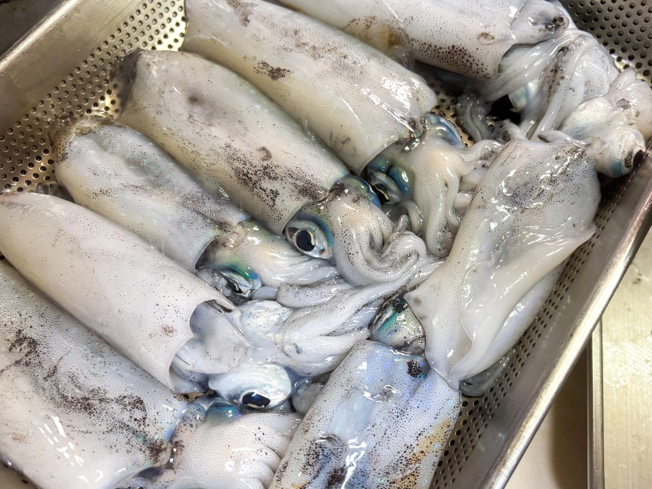 あんこ家の台所光景です。あんこもちと夫が釣ってきたアオリイカがステンレスのバットに並べられています。